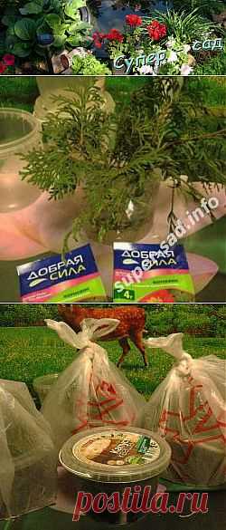 Черенкуем хвойники – сажаем то, что не можем купить. | Супер сад