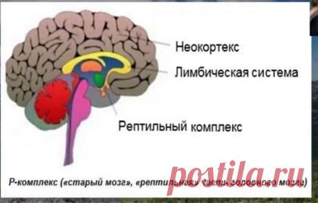 Почему мы боимся начинать что-то новое.Причина N 1
Да, мы все боимся неизвестности, и это нормально.
Нам всегда страшно начинать что-то новое, или изучать дополнительно что-то новое, ведь для этого нужно выходить из зоны комфорта.😨
И это нормально. И на это есть свои причины.
Каковы же причины страха ?
На самом деле их много, назову для примера,лишь две.
Мы все находится под властью нашего рептильного мозга,или как еще это называют R- комплекс.