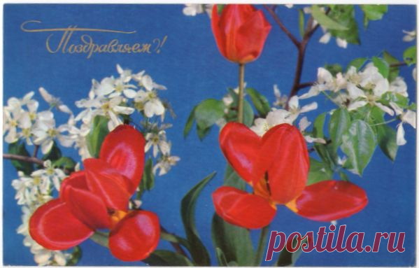 Поздравляем!
Открытка. Фото Б. Круцко.
Худ.ред.И. Гордеева. Изд."Планета". Москва. 1974