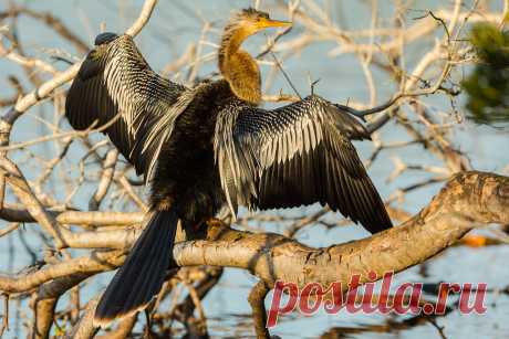 Catching some rays A female Anhinga spread's her wings in the afternoon sun to dry them off.