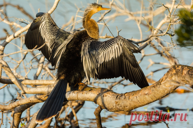 Catching some rays A female Anhinga spread's her wings in the afternoon sun to dry them off.