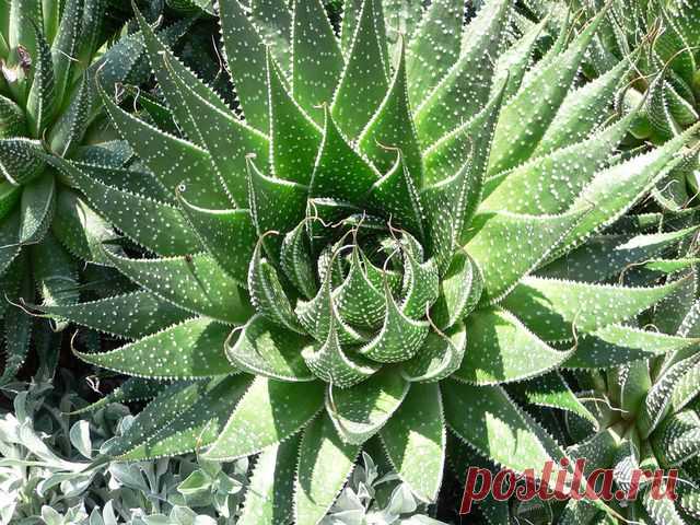 Как ухаживать за алоэ в домашних условиях.