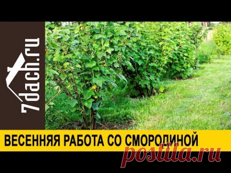 ПРАВИЛЬНАЯ обрезка ЧЁРНОЙ СМОРОДИНЫ - залог БОЛЬШОГО УРОЖАЯ!