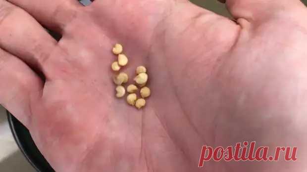 3 пилюли и прорастут даже древние семена. Безумная всхожесть семян, доступная каждому садоводу - Квартира, дом, дача - Социальная сеть "МТ.RU"