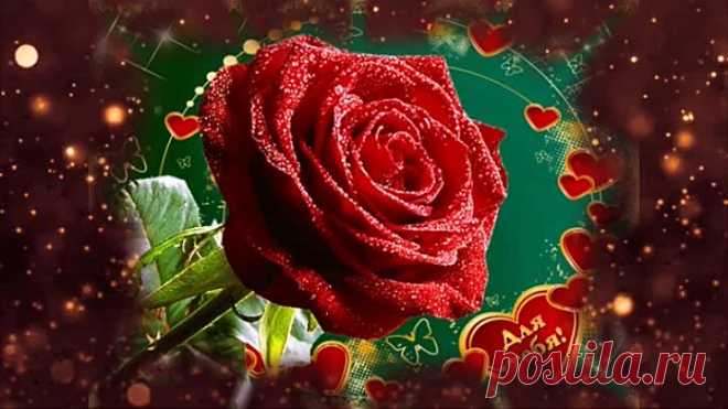 Красные розы для любимой (Сергей Сухачёв)