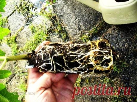 Старый способ размножения деревьев и кустарников.