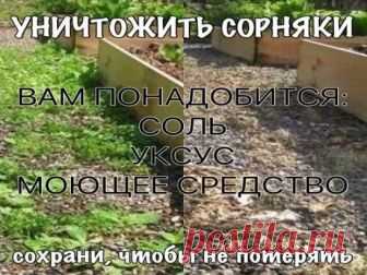 УНИЧТОЖИТЬ СОРНЯКИ
Чтобы уничтожить сорняки без гербицидов, используйте соль и уксус. Приготовьте раствор: . 1 литр уксуса обычного  9%  + ,примерно 1 стол лож соли и несколько капель гала (фери)  для жирной посуды. Хорошо перемешайте. Побрызгайте из обычной пшикалки, Утром вся трава засохнет.   
Эффективнее всего эта смесь работает в жаркий, солнечный день, когда дождя не ожидается, по крайней мере, в течение 24 часов.
Опрыскайте сорняки утром, вечером вы уже порадуетесь результату.
ВАЖНО:
