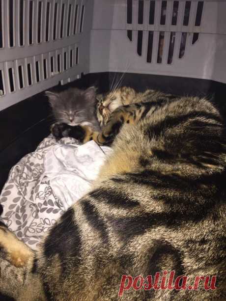 Домашний кот поддерживает котёнка-сироту и приучает его обниматься целыми днями напролёт