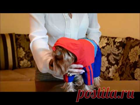 Одежда для собачек мелких пород! Как снимать мерки?