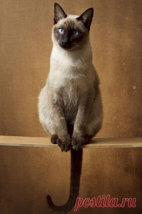 Mochi's tail... | Flickr - Photo Sharing!