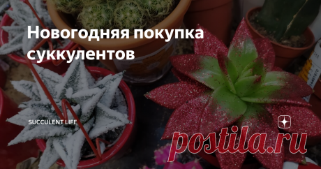 Новогодняя покупка суккулентов Как я уже писала, в уходящем 2020 году свою  коллекцию суккулентов я хорошо пополнила, и месяца три, наверно, у меня не возникало мысли себе что-то купить. Но вот однако же... в разгар зимы пробудилась во мне ботаническая жадность.
С почтой, пока зима, не хочу связываться, не продаю и не покупаю с пересылкой до весны. Решила по магазинам пройтись. Не то, чтобы чего-то конкретного хотелось, а так,