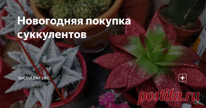 Новогодняя покупка суккулентов Как я уже писала, в уходящем 2020 году свою  коллекцию суккулентов я хорошо пополнила, и месяца три, наверно, у меня не возникало мысли себе что-то купить. Но вот однако же... в разгар зимы пробудилась во мне ботаническая жадность.
С почтой, пока зима, не хочу связываться, не продаю и не покупаю с пересылкой до весны. Решила по магазинам пройтись. Не то, чтобы чего-то конкретного хотелось, а так,
