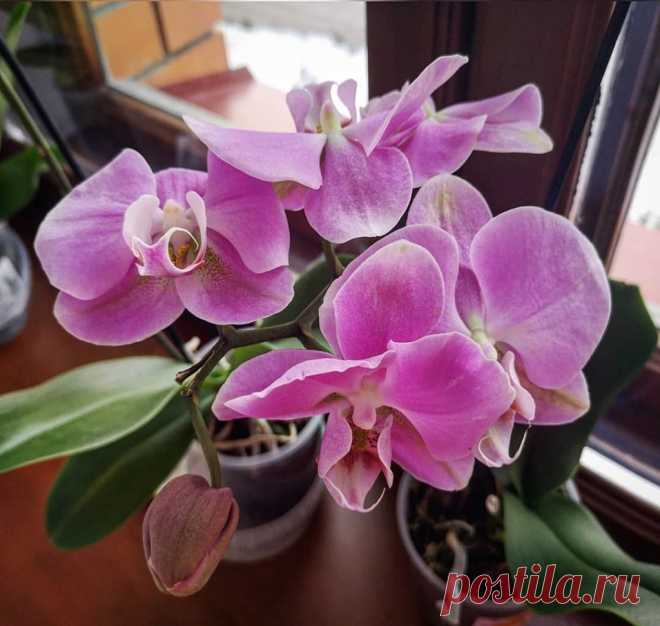 Домашние цветы, которые приносят в дом любовь