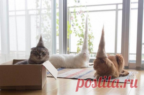 Смешные котики в шляпах Чего только с котами и кошками не вытворяют владельцы, начиная от кастрации и стерилизации и заканчивая… шляпами из собственной шерсти. Таким необычным подходом к своим питомцам отличился японский фот...