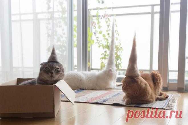 Смешные котики в шляпах Чего только с котами и кошками не вытворяют владельцы, начиная от кастрации и стерилизации и заканчивая… шляпами из собственной шерсти. Таким необычным подходом к своим питомцам отличился японский фот...