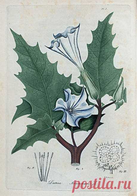 Datura Stramonium (Thorn apple). - NYPL Digital Collections