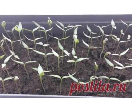 5 простых правил в уходе за рассадой перцев, чтобы она не погибла после всходов и быстро пошла в рост У рассады перцев есть свои особенности. Культура хоть и принадлежит к пасленовым, но более нежная и требовательная, чем томаты. Она не выносит вольностей в условиях выращивания, повреждений...