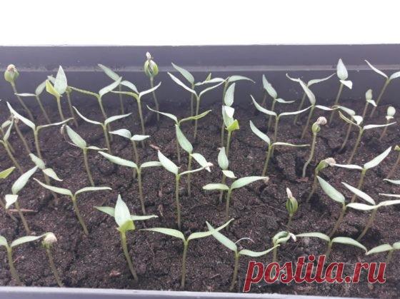 5 простых правил в уходе за рассадой перцев, чтобы она не погибла после всходов и быстро пошла в рост У рассады перцев есть свои особенности. Культура хоть и принадлежит к пасленовым, но более нежная и требовательная, чем томаты. Она не выносит вольностей в условиях выращивания, повреждений...