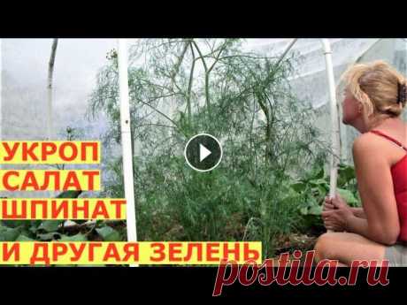 Укроп на грядке желтеет, а самосев растет отлично, почему? Почему желтеет укроп и плохо растет зелень на грядках. Почему после зелени плохо растут огурцы и помидоры? Помощь каналу, карта Сбербанка - 4276 3800 ...