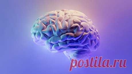 Ключевые области мозга, ответственные за внимание