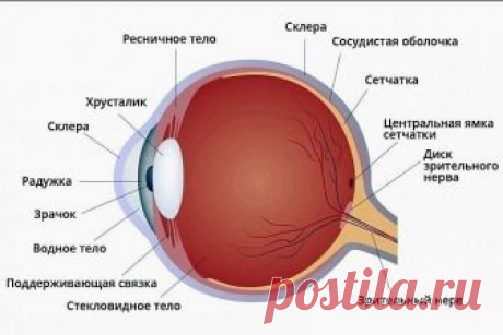 ЗРЕНИЕ ВОССТАНАВЛИВАЕТСЯ БЕЗ ОПЕРАЦИИ
