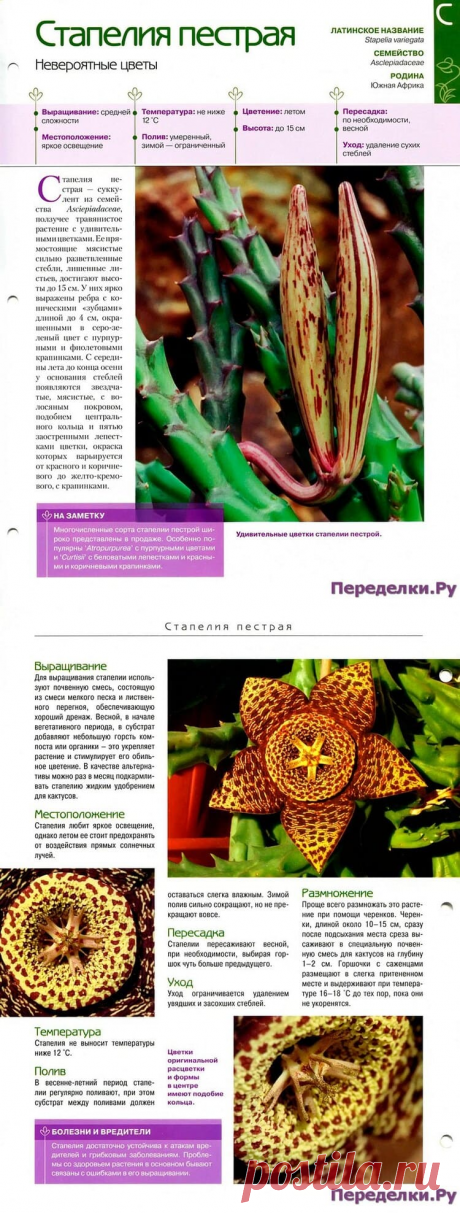 Стапелия пестрая * Переделки.РуПеределки.Ру