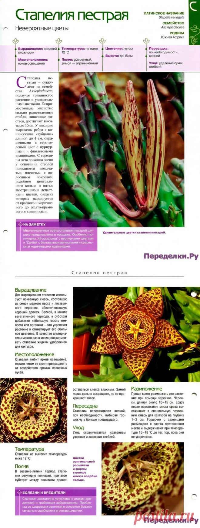 Стапелия пестрая * Переделки.РуПеределки.Ру