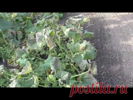 Тыквы на моем участке