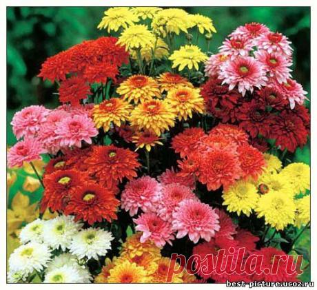 Цветы - до 500х500px - Каталог картинок - Красивые картинки бесплатно