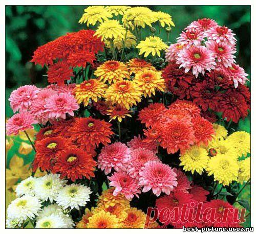 Цветы - до 500х500px - Каталог картинок - Красивые картинки бесплатно