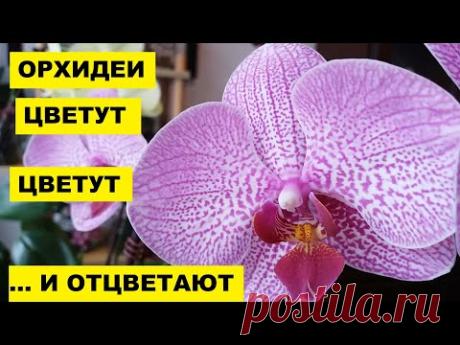 РОХИ ЦВЕТЕТ