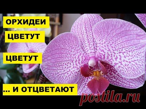 РОХИ ЦВЕТЕТ