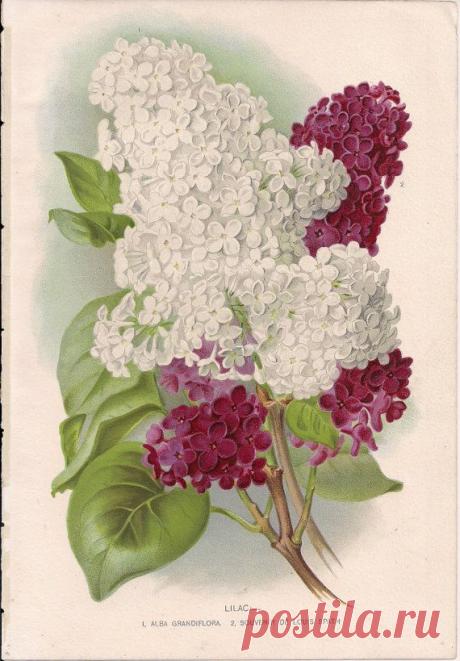 Original Victorian Chromolithograph Lilac Picture print c.1900 - Alba…