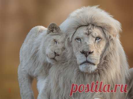White lion with cub (panthera leon)