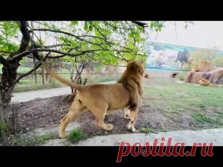 Я дождалась ПЕРЕКЛИЧКИ ЛЬВОВ! В прайде вожака львы стали ПРОСТО ОГРОМНЫМИ!!!