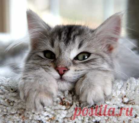 котик