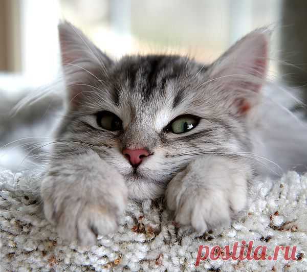 котик