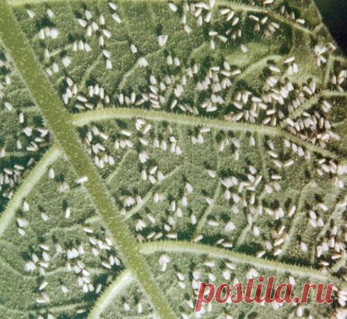 Болезни и вредители огурцов, чего следует опасаться и как со всем этим бороться