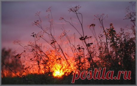 закат на поле