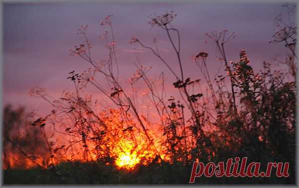 закат на поле