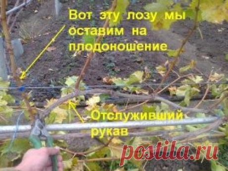 СЕКРЕТЫ ЕЖЕГОДНОЙ УРОЖАЙНОСТИ ЛОЗЫ: СОВЕТЫ НАЧИНАЮЩИМ ВИНОГРЯДАРЯМ
Секреты ежегодной урожайности лозы: советы начинающим виногрядарям
Выбор сортов для посадки – главная задача по важности. Я сам вначале впопыхах посадил те, которые считал лучшими. Кисти их были крупными, фотографии – самые яркие, которые увидел в интернете. Поэтому теперь советую всем для начала обойтись пятью кустами: столовыми четырьмя (белый, черный, розовый, кишмиш) и одним кустиком технического. 
По срокам созревания вин