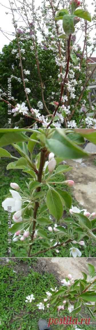 Яблоневый цвет | pdeinekin.ru