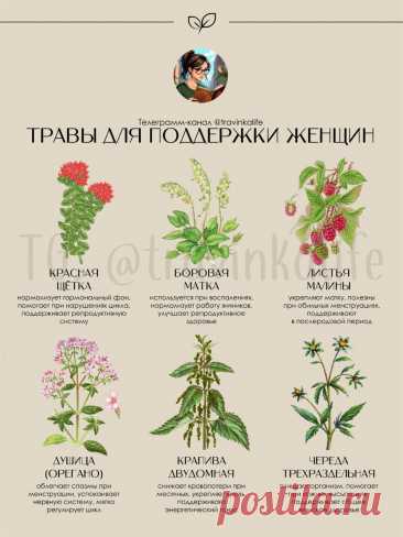 Травы для поддержки женщин