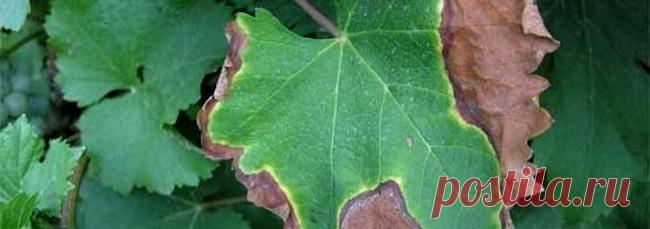 Краснуха винограда: лечение, признаки, распространение