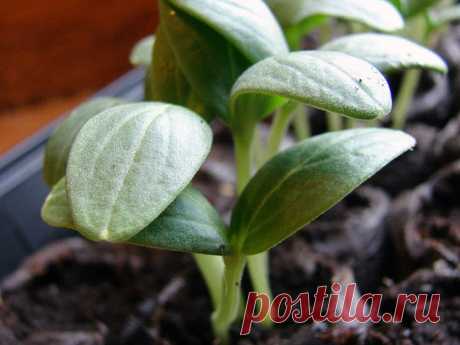 Когда сажать огурцы на рассаду в 2020 в домашних условиях 🌱🥒