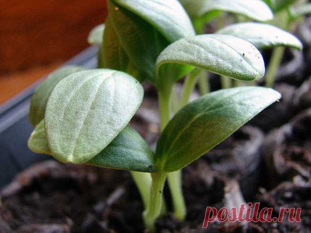 Когда сажать огурцы на рассаду в 2020 в домашних условиях 🌱🥒