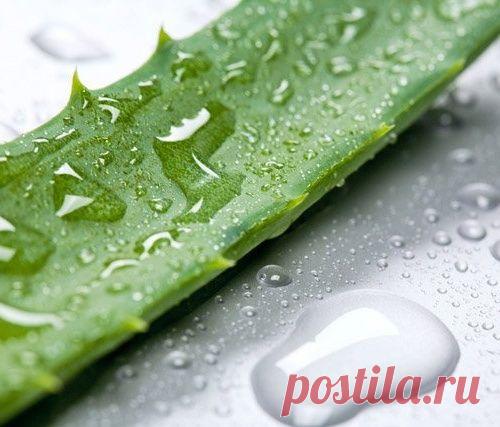 Целебные свойства алое вера