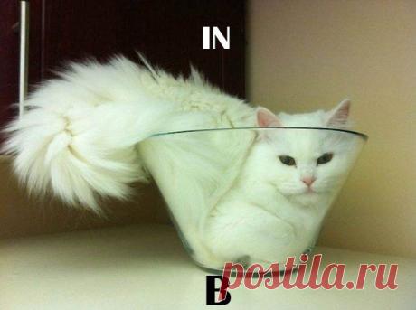 Предлоги с кош / Изучение немецкого языка