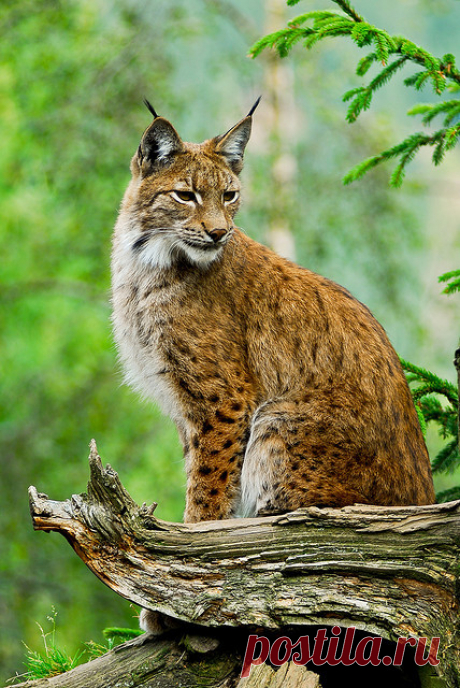 Animals Are Hype Lynx by luvi on Flickr.