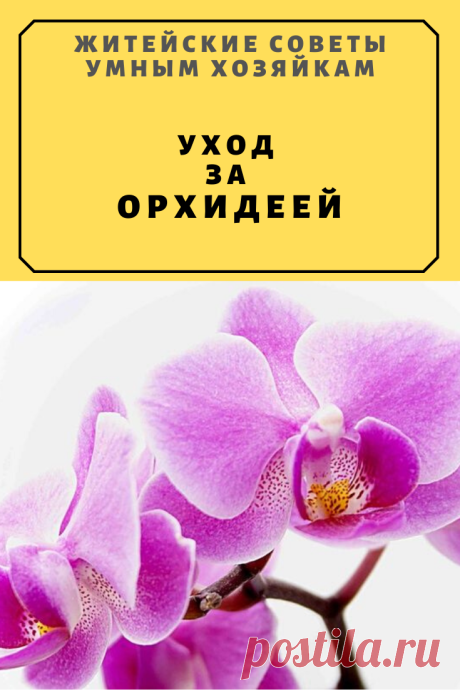 Уход за орхидеей | Житейские Советы